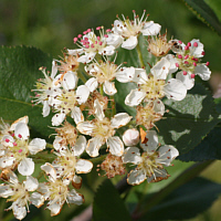 Flowers of the Black chokeberry.