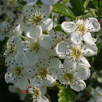 Blüte des Zweigriffeligen Weißdorns.