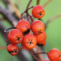 Fruits of the European rowan.