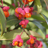 Fruits of the European spindle.