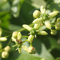 Flower of the European spindle.