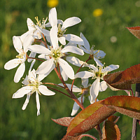 Flowers of the Snowy mespilus.