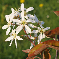 Blüte der Felsenbirne.