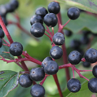 Fruits of the Common dogwood.