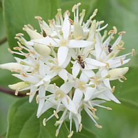 Blüte des Blutroten Hartriegels.