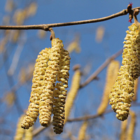 Flowers of the Common hazel.