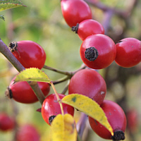 Fruits of the Dog rose.