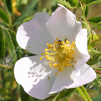 Blüte der Heckenrose.