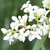 Blüte des Ligusters.