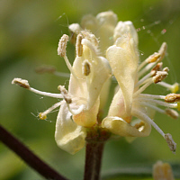 Flowers of the European fly honeysuckle.
