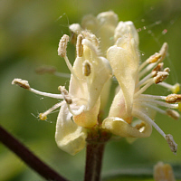 Blüte der Heckenkirsche.