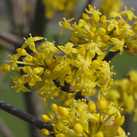 Flowers of the European cornel.