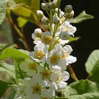 Flowers of the Bird cherry.