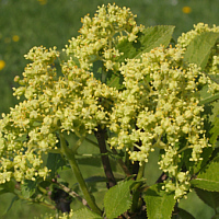 Blüte des Roten Holunders.