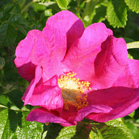 Blüte der Kartoffelrose.