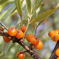 Fruits of the Common sea-buckthorn.