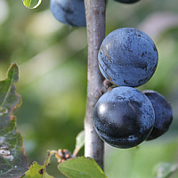 Fruits of the Blackthorn.