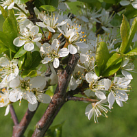 Flowers of the Blackthorn.