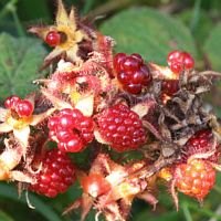 Fruits of the Japanese wineberry.