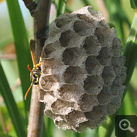 Vespiary of a paper wasp (Polistes spec.) at a wild pear.