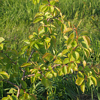 European wild pear.