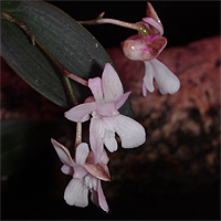 Dendrobium aberrans.
