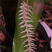 Dendrochilum glumaceum.