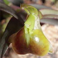 Epidendrum porpax.