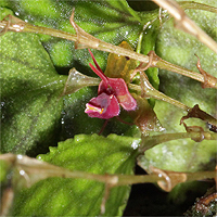 Lepanthes calodictyon.