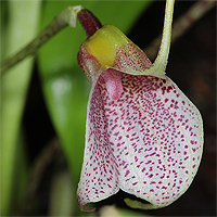 Masdevallia floribunda var. galeottiana.