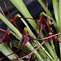 Masdevallia herradurae.