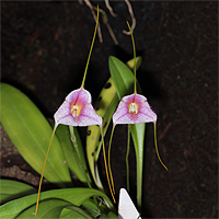 Masdevallia paivaeana.