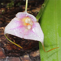 Masdevallia paivaeana.