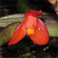 Maxillaria sophronitis.