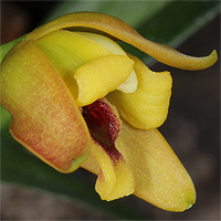 Maxillaria variabilis.