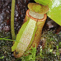 Nepenthes mira, Oktober 2019.