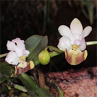 Phalaenopsis lobbii.