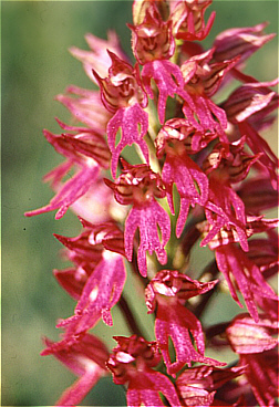 Aceras anthropophorum x Orchis italica, bei Pantalica.