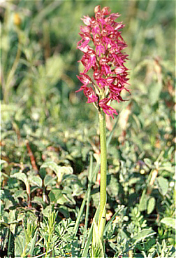 Aceras anthropophorum x Orchis italica, bei Pantalica.