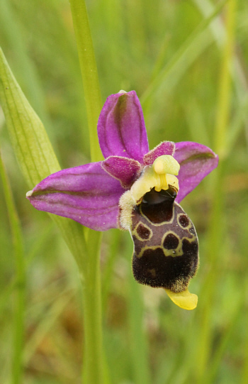 Ophrys apifera x fuciflora, Südbaden.
