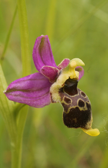 Ophrys apifera x fuciflora, South Baden.