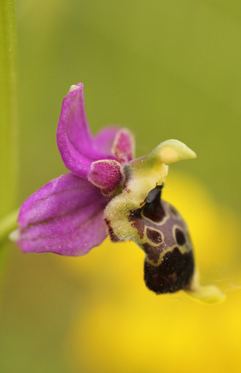 Ophrys apifera x fuciflora, South Baden.