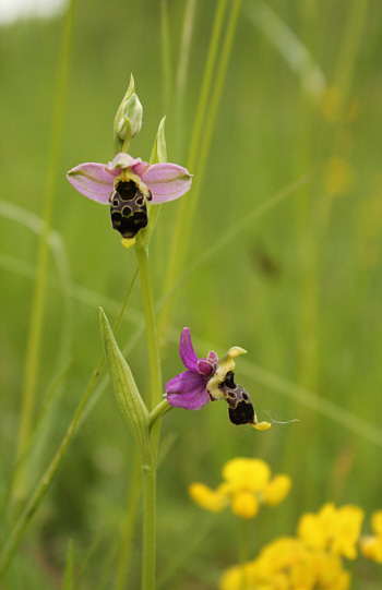 Ophrys apifera x fuciflora, South Baden.