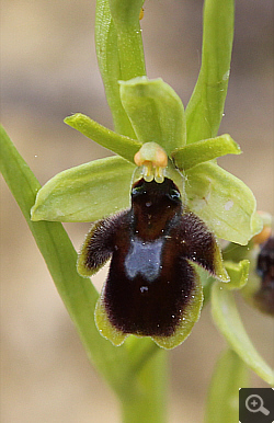 Ophrys araneola x insectifera, Landkreis Göppingen.