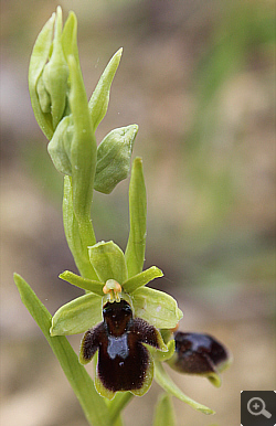Ophrys araneola x insectifera, Landkreis Göppingen.