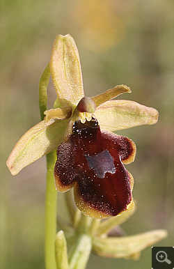 Ophrys araneola x insectifera, Landkreis Göppingen.