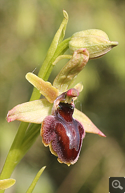 Ophrys araneola x Ophrys sphegodes, Landkreis Göppingen.