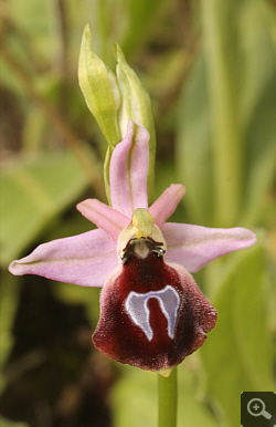 Ophrys argolica x Ophrys ferrum-equinum, Ampelokipi.