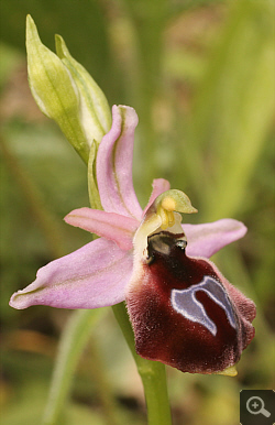 Ophrys argolica x Ophrys ferrum-equinum, Ampelokipi.