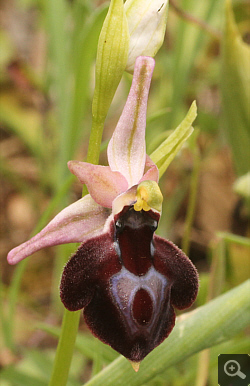 Ophrys argolica x Ophrys ferrum-equinum, Ampelokipi.